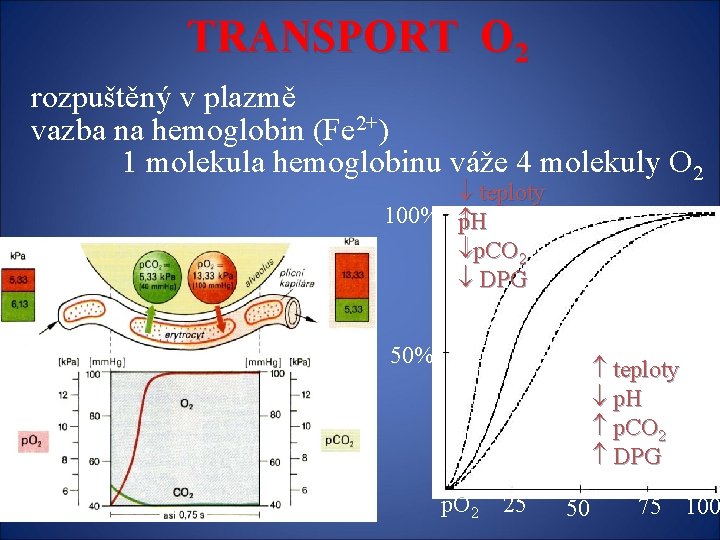 TRANSPORT O 2 rozpuštěný v plazmě vazba na hemoglobin (Fe 2+) 1 molekula hemoglobinu