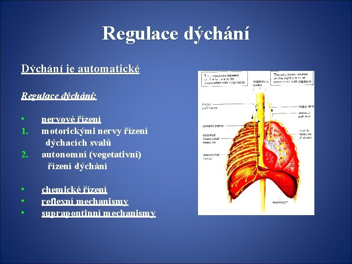 Regulace dýchání Dýchání je automatické Regulace dýchání: • 1. 2. • • • nervové