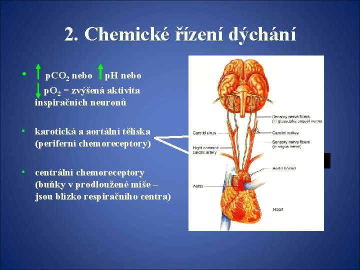 2. Chemické řízení dýchání • p. CO 2 nebo p. H nebo p. O