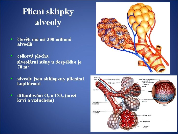 Plicní sklípky alveoly • člověk má asi 300 milionů alveolů • celková plocha alveolární