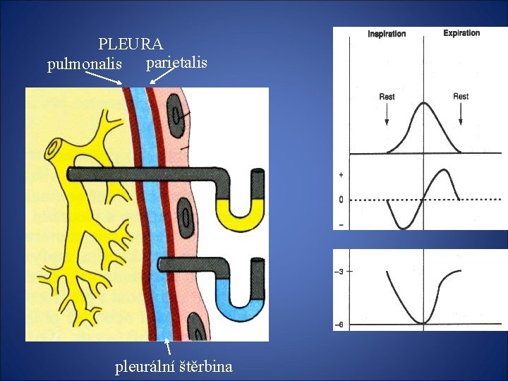 PLEURA pulmonalis parietalis pleurální štěrbina 