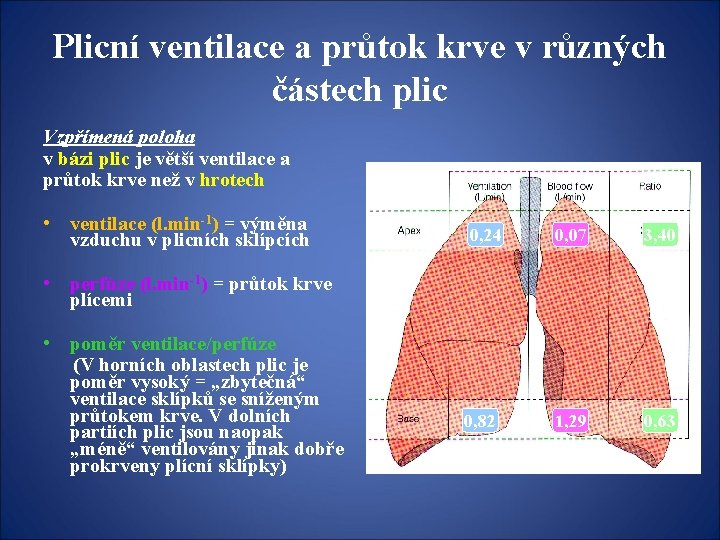 Plicní ventilace a průtok krve v různých částech plic Vzpřímená poloha v bázi plic
