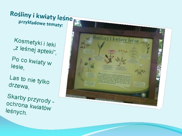 Rośliny i kwiat przykładowe t y leśne ematy: Kosmetyk i i leki „z leśnej