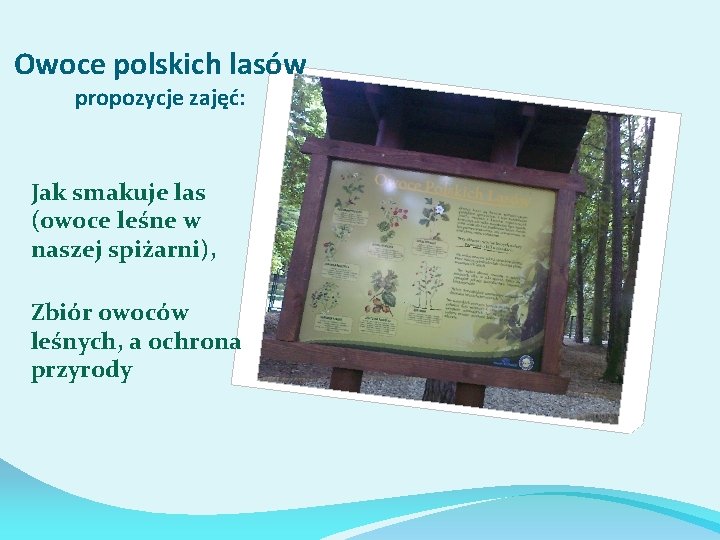 Owoce polskich lasów propozycje zajęć: Jak smakuje las (owoce leśne w naszej spiżarni), Zbiór