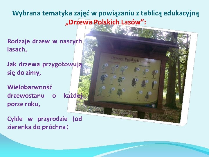 Wybrana tematyka zajęć w powiązaniu z tablicą edukacyjną „Drzewa Polskich Lasów”: Rodzaje drzew w