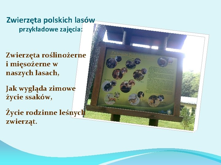 Zwierzęta polskich lasów przykładowe zajęcia: Zwierzęta roślinożerne i mięsożerne w naszych lasach, Jak wygląda