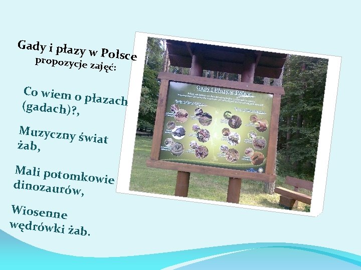 Gady i płaz y w Polsce propozycje zajęć: Co wiem o płazach (gadach)? ,