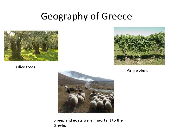 Geography of Greece Olive trees Grape vines Sheep and goats were important to the