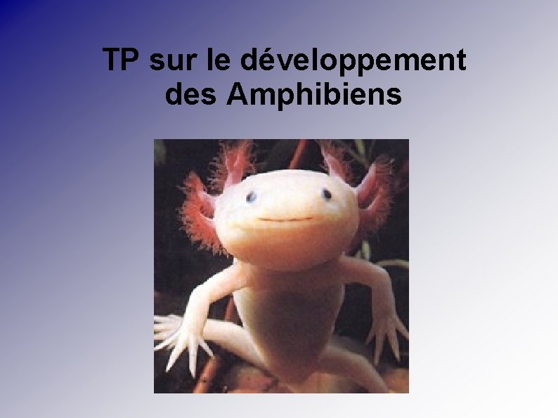 TP sur le développement des Amphibiens 