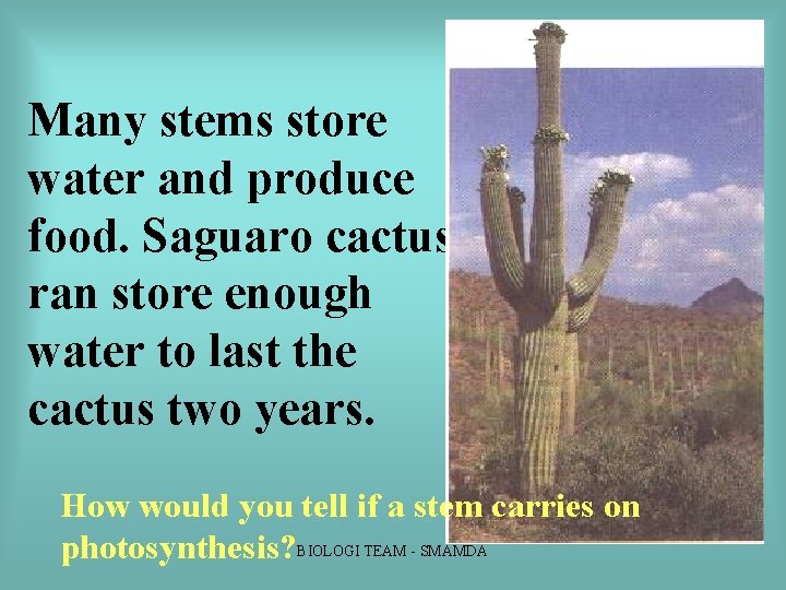 Many stems store water and produce food. Saguaro cactus ran store enough water to Many stems store water and produce food. Saguaro cactus ran store enough water to