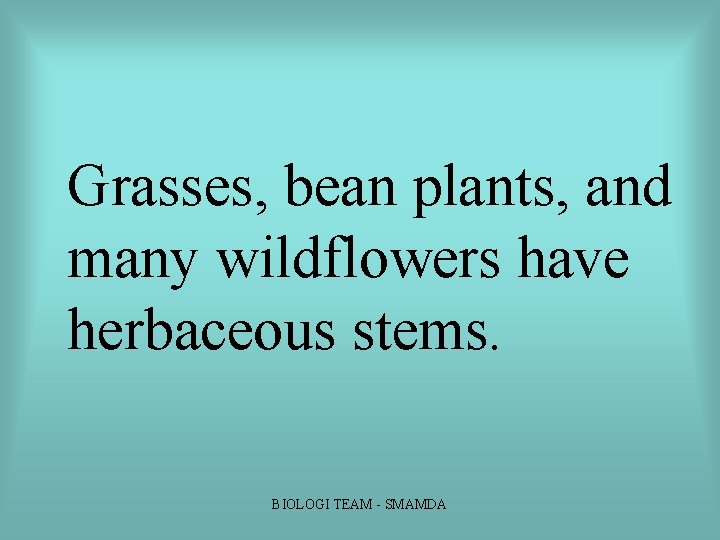 Grasses, bean plants, and many wildflowers have herbaceous stems. BIOLOGI TEAM SMAMDA Grasses, bean plants, and many wildflowers have herbaceous stems. BIOLOGI TEAM SMAMDA