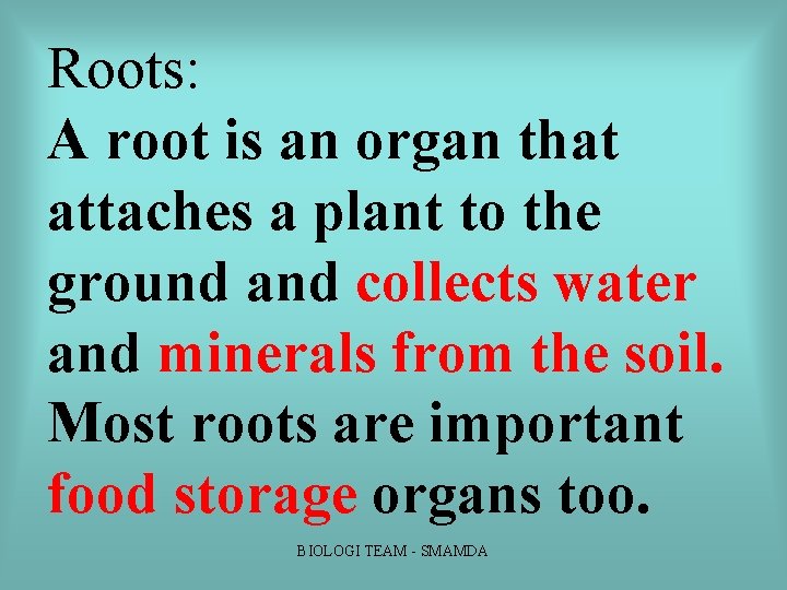 Roots: A root is an organ that attaches a plant to the ground and Roots: A root is an organ that attaches a plant to the ground and