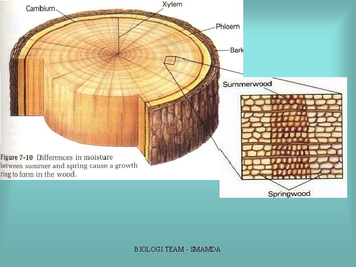 BIOLOGI TEAM SMAMDA BIOLOGI TEAM SMAMDA