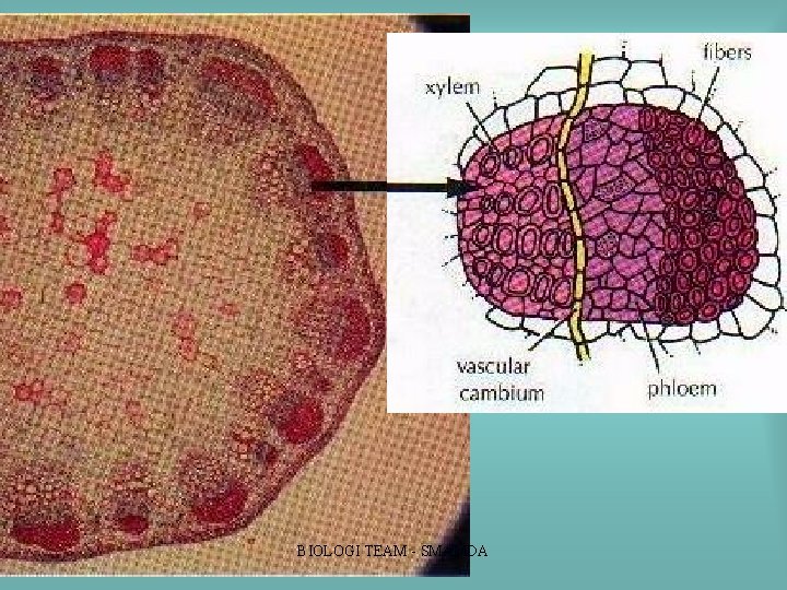 BIOLOGI TEAM SMAMDA BIOLOGI TEAM SMAMDA