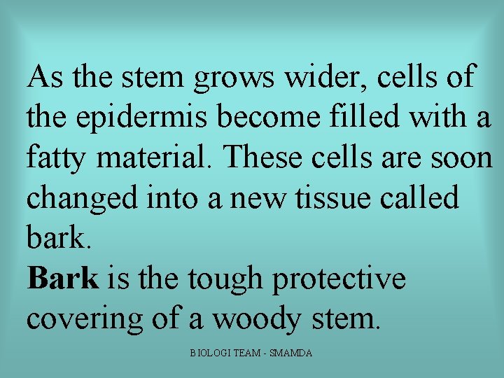 As the stem grows wider, cells of the epidermis become filled with a fatty As the stem grows wider, cells of the epidermis become filled with a fatty