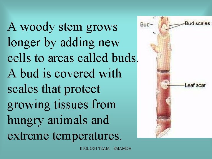 A woody stem grows longer by adding new cells to areas called buds. A A woody stem grows longer by adding new cells to areas called buds. A