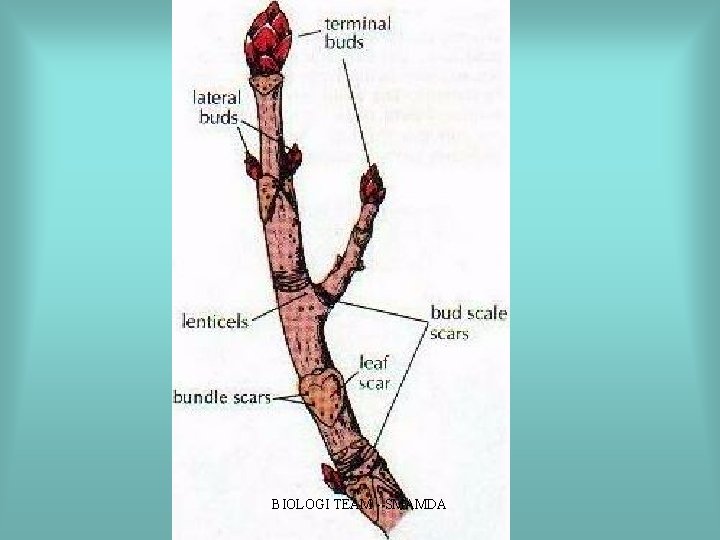 BIOLOGI TEAM SMAMDA BIOLOGI TEAM SMAMDA