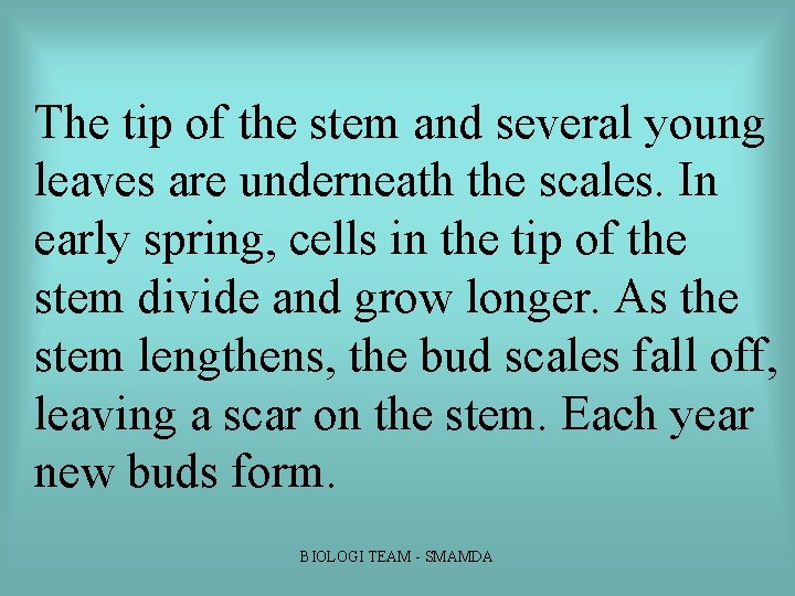 The tip of the stem and several young leaves are underneath the scales. In The tip of the stem and several young leaves are underneath the scales. In