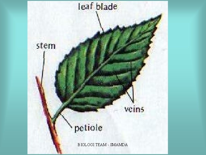 BIOLOGI TEAM SMAMDA BIOLOGI TEAM SMAMDA