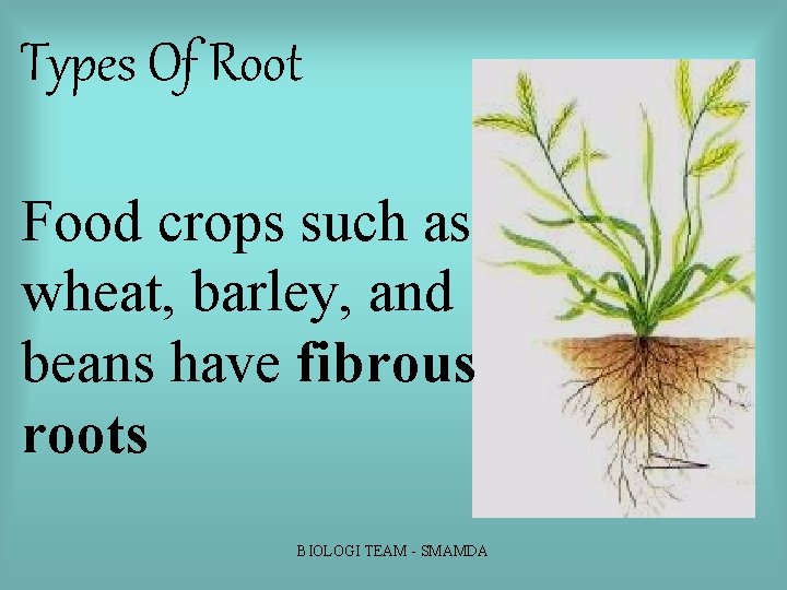 Types Of Root Food crops such as wheat, barley, and beans have fibrous roots Types Of Root Food crops such as wheat, barley, and beans have fibrous roots