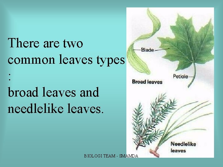 There are two common leaves types : broad leaves and needlelike leaves. BIOLOGI TEAM There are two common leaves types : broad leaves and needlelike leaves. BIOLOGI TEAM