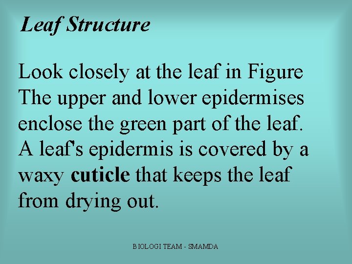 Leaf Structure Look closely at the leaf in Figure The upper and lower epidermises Leaf Structure Look closely at the leaf in Figure The upper and lower epidermises