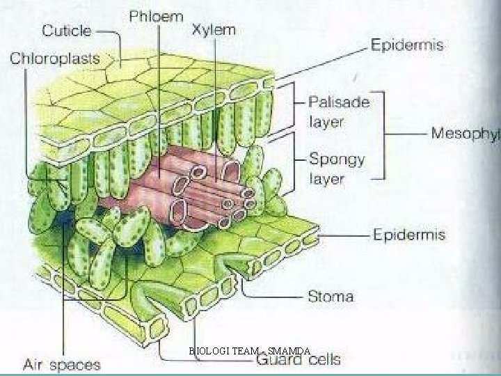BIOLOGI TEAM SMAMDA BIOLOGI TEAM SMAMDA