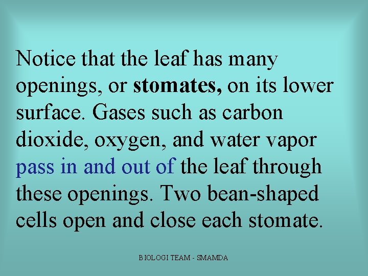 Notice that the leaf has many openings, or stomates, on its lower surface. Gases Notice that the leaf has many openings, or stomates, on its lower surface. Gases