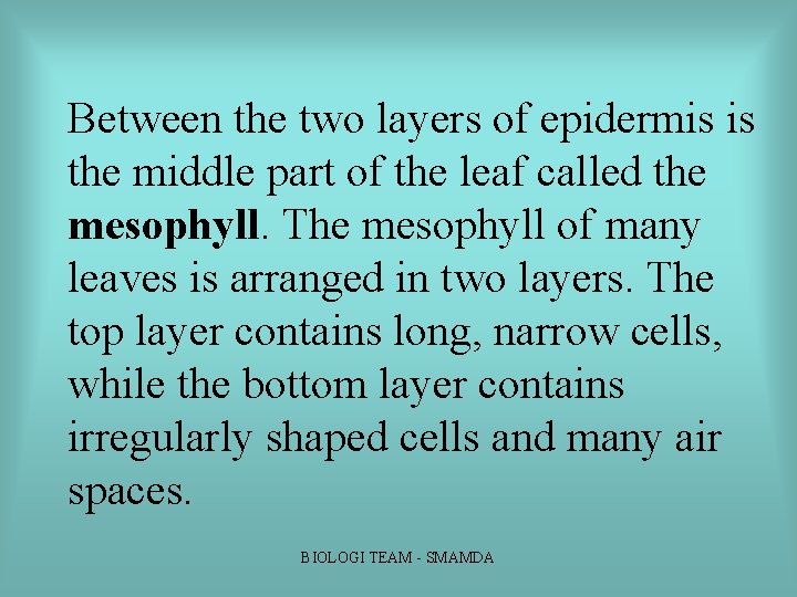 Between the two layers of epidermis is the middle part of the leaf called Between the two layers of epidermis is the middle part of the leaf called