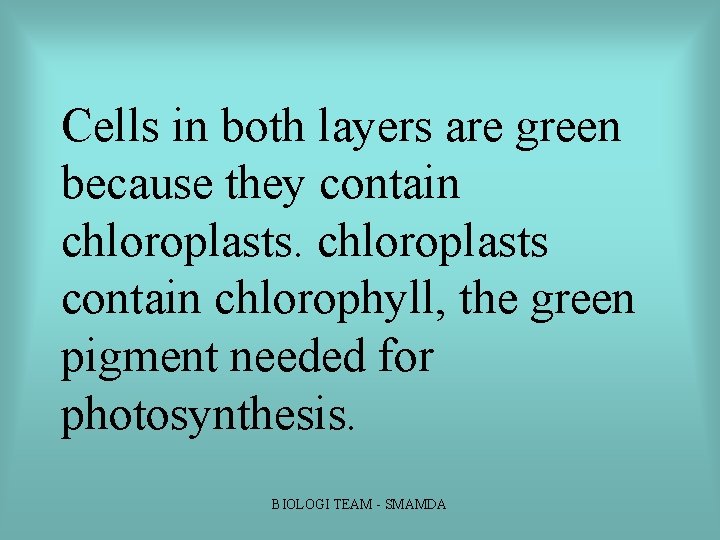 Cells in both layers are green because they contain chloroplasts contain chlorophyll, the green Cells in both layers are green because they contain chloroplasts contain chlorophyll, the green