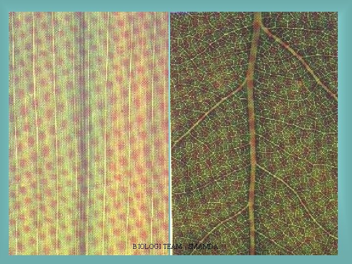 BIOLOGI TEAM SMAMDA BIOLOGI TEAM SMAMDA