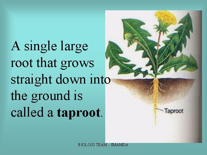 A single large root that grows straight down into the ground is called a A single large root that grows straight down into the ground is called a