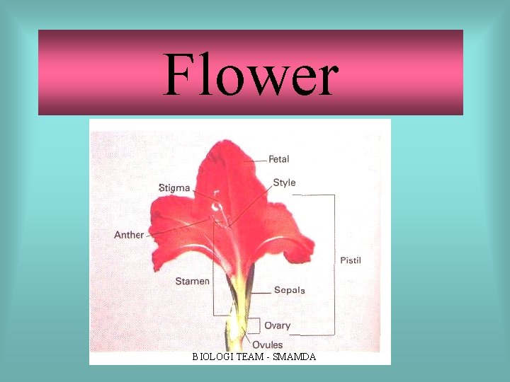 Flower BIOLOGI TEAM SMAMDA Flower BIOLOGI TEAM SMAMDA