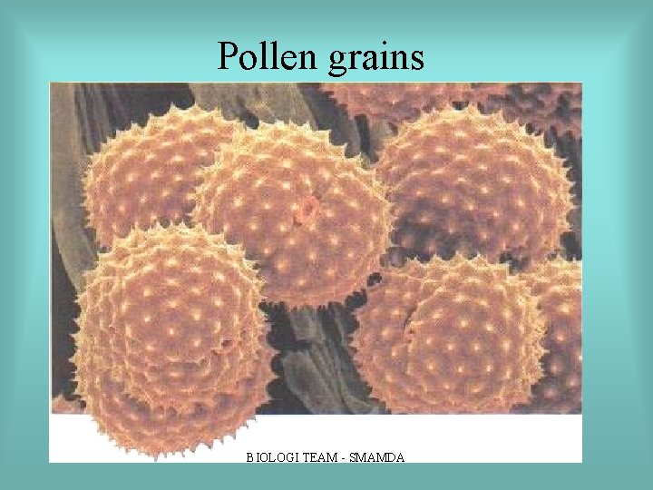 Pollen grains BIOLOGI TEAM SMAMDA Pollen grains BIOLOGI TEAM SMAMDA