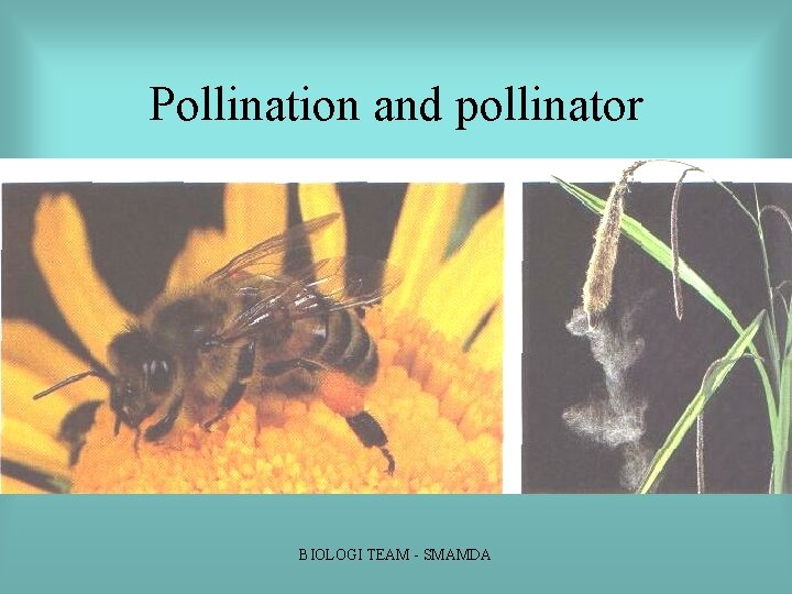 Pollination and pollinator BIOLOGI TEAM SMAMDA Pollination and pollinator BIOLOGI TEAM SMAMDA