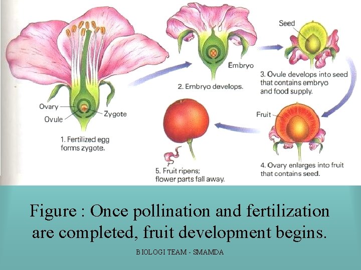 Figure : Once pollination and fertilization are completed, fruit development begins. BIOLOGI TEAM SMAMDA Figure : Once pollination and fertilization are completed, fruit development begins. BIOLOGI TEAM SMAMDA