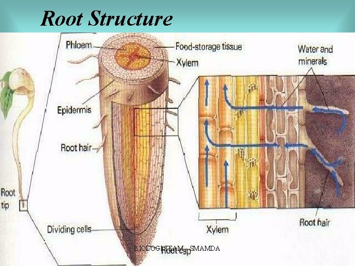 Root Structure BIOLOGI TEAM SMAMDA Root Structure BIOLOGI TEAM SMAMDA