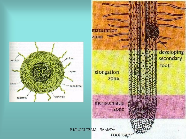 BIOLOGI TEAM SMAMDA BIOLOGI TEAM SMAMDA