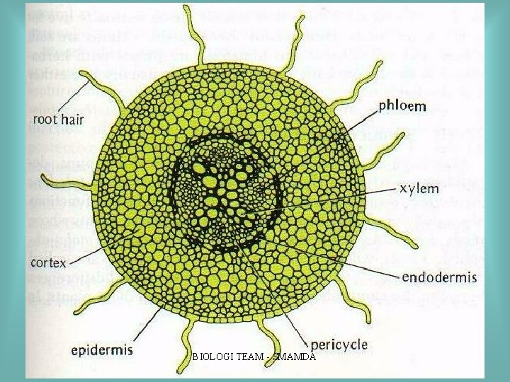 BIOLOGI TEAM SMAMDA BIOLOGI TEAM SMAMDA