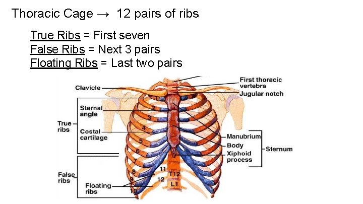 Select A False Rib THE SKELETAL SYSTEM Functions of the Skeletal System