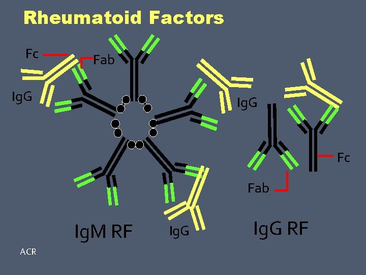 Rheumatoid Factors Fc Fab Ig. G Fc Fab Ig. M RF ACR Ig. G