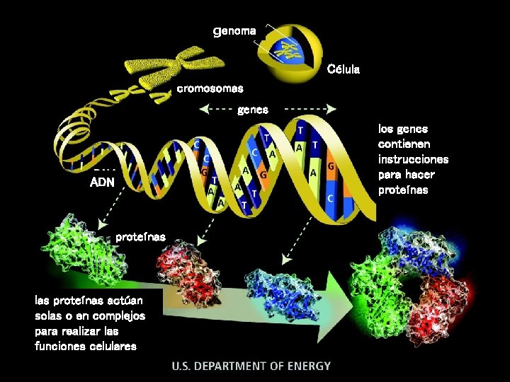 genoma Célula cromosomas genes los genes contienen instrucciones para hacer proteínas ADN proteínas las