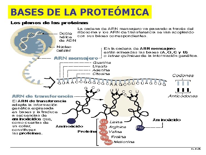 BASES DE LA PROTEÓMICA 