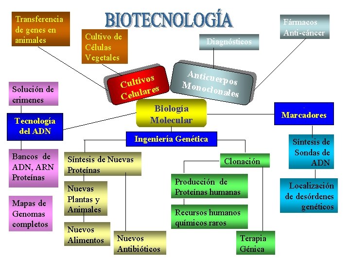 Transferencia de genes en animales Cultivo de Células Vegetales vos i t l u