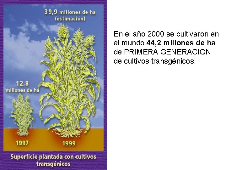 En el año 2000 se cultivaron en el mundo 44, 2 millones de ha