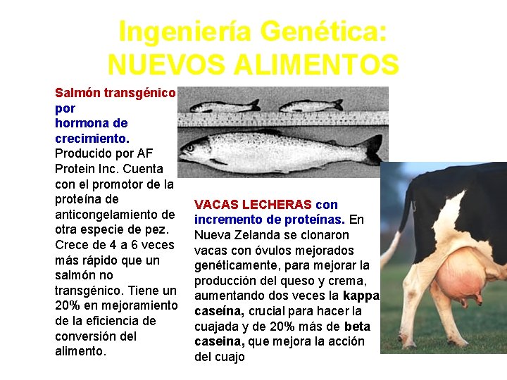 Ingeniería Genética: NUEVOS ALIMENTOS Salmón transgénico por hormona de crecimiento. Producido por AF Protein