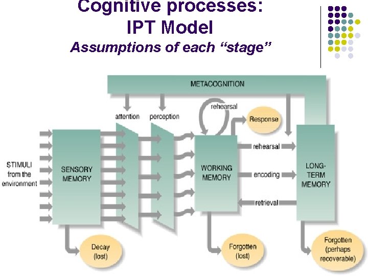 Cognitive processes: IPT Model Assumptions of each “stage” 
