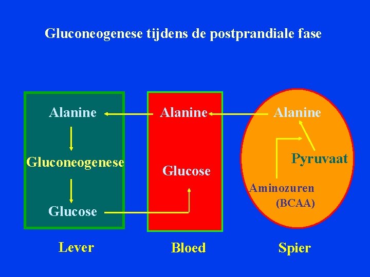 Gluconeogenese tijdens de postprandiale fase Alanine Gluconeogenese Alanine Glucose Alanine Pyruvaat Aminozuren (BCAA) Glucose