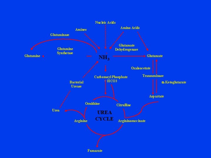 Nucleic Acids Amino Acids Amines Glutaminase Glutamine Glutamate Dehydrogenase Glutamine Synthetase Glutamate NH 3