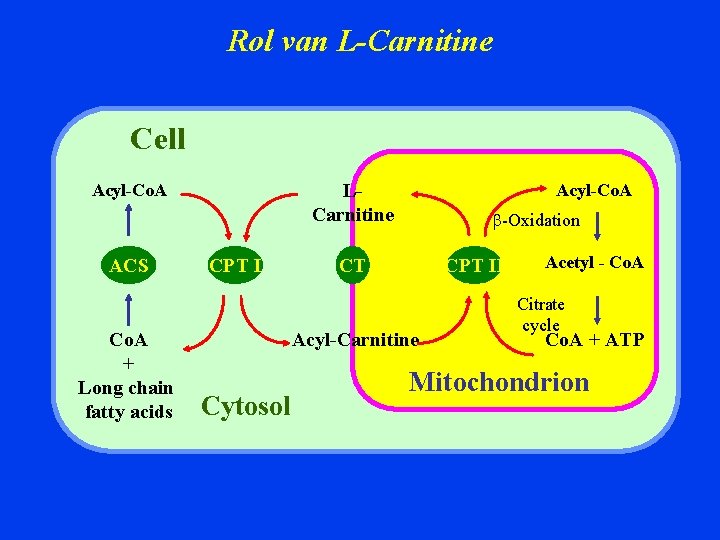 Rol van L-Carnitine Cell ACS Co. A + Long chain fatty acids Acyl-Co. A